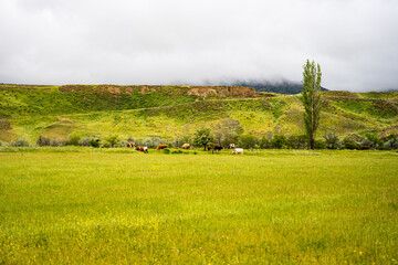 cows graze on a green field, a view from afar with a view of mountains and clouds