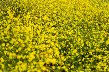 background of yellow rapeseed flowers bloom on the field, some of them are out of focus, out of focus