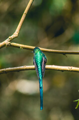 Hermoso colibrí / colibrí sentado / colibrí en reposo / colibrí / aves pequeñas / aves colombianas / ave polinizador / colibrí cola larga 