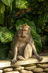 Monkey sit next to a green plant. Ubud, Bali, Indonesia