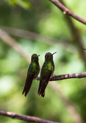 Hermoso colibrí / colibrí sentado / colibrí en reposo / colibrí / aves pequeñas / aves colombianas / ave polinizador  © JuanDiego