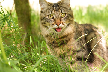 Naklejka na ściany i meble Cat languishes in the heat lying on the ground with its tongue out. Tabby domestic cat on a walk outdoors. The cat is sitting in green grass with open mouth. Walk with a pet cat summer heat. 