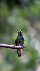 Hermoso colibrí / colibrí sentado / colibrí en reposo / colibrí / aves pequeñas / aves colombianas / ave polinizador  © JuanDiego