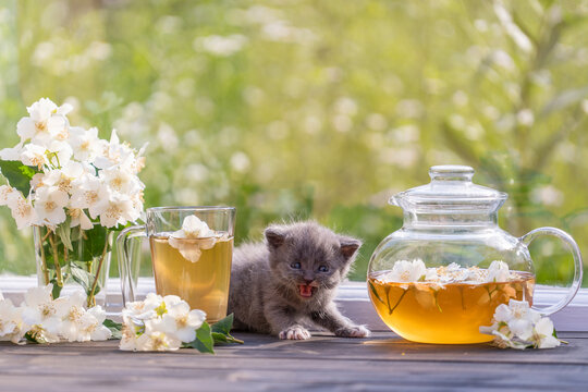 Newborn gray kitten near glass tea pot, a cup and a beautiful bouquet of jasmine flowers on the windowsill