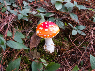 Cute small red and white mushroom (Amanita muscaria). The  mushroom of fairy tales.