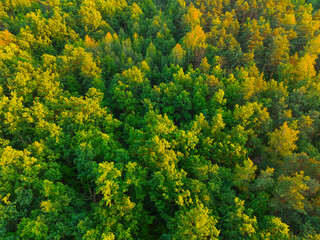 Top view of the forest trees. Aerial photo of the forest, drone.