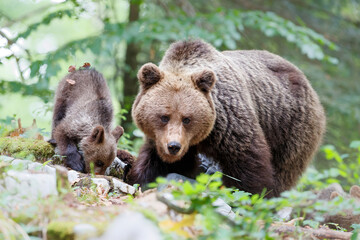 Fototapeta na wymiar Wild brown bear mother with her cubs walking and searching for food in the forest and mountains of the Notranjska region in Slovenia
