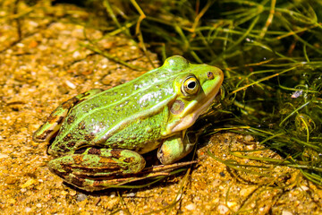 frog in the grass