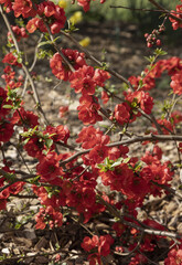 Cognassier du Japon 'Rubra'