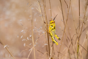 yellow grasshopper on a blade of grass
