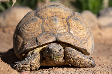Wild african life. Close up of a cute turtle on a sunny day. Namibia