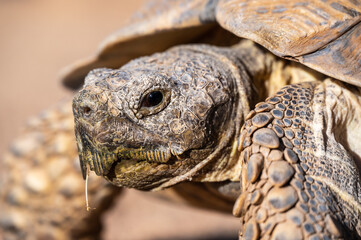 Wild african life. Close up of a cute turtle on a sunny day. Namibia