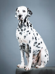 Dalmatian sitting in a photography studio