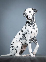 Dalmatian sitting in a photography studio
