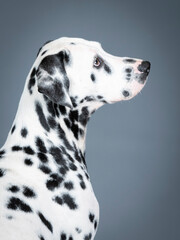 Portrait of a dalmatian in studio