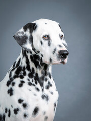 Portrait of a dalmatian in studio