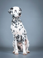 Dalmatian sitting in a photography studio