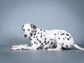 Dalmatian lying in a photography studio