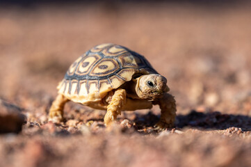 Cute portrait of baby turtle in namibia africa