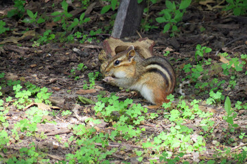 Chipmunk Snack