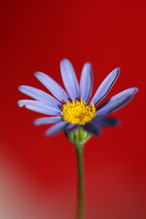 Blue star flower blossom macro felicia amelloides family compositae modern botanical background big size high quality prints home decor