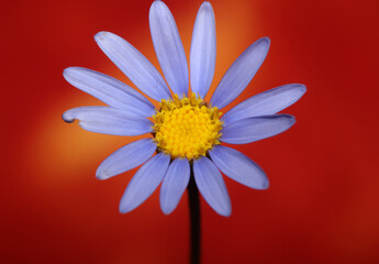 Blue star flower blossom macro felicia amelloides family compositae modern botanical background big...