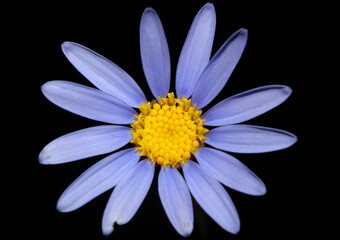 Blue star flower blossom macro felicia amelloides family compositae modern botanical background big...