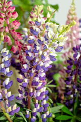 Colorful petals of blooming lupine summer wildflowers inflorescence close up