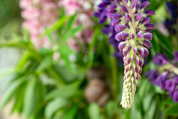 inflorescence of blooming lupine summer bunch of wildflowers