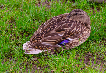 Sleeping duck in the grass