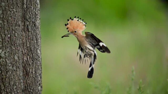 Eurasian hoopoe bird ( Upupa epops )	