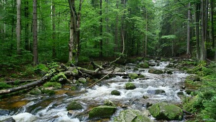stream in the forest