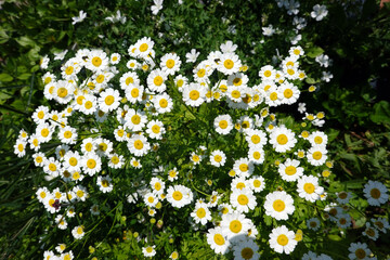 Mutterkraut (Tanacetum parthenium),Falsche Kamille, Zierkamille