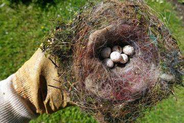 Nest einer Kohlmeise (Parus major) mit nicht ausgebrüteten Eiern
