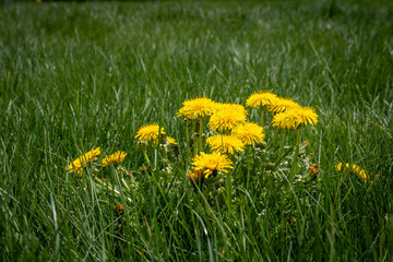 Close Up of a Pod of Yellow Dandelions Growing in a Grass Lawn