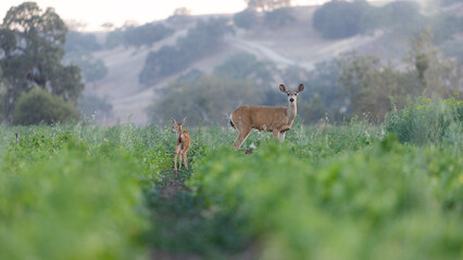Deer in a Crop Field, Agriculture Field and Wildlife