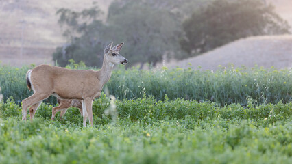Deer Walking Through Agriculture Fields in California