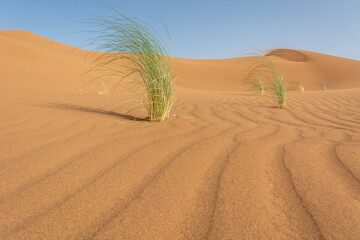Fototapeta na wymiar Herbs in sandy desert of erg Chebbi.