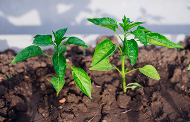 Young pepper in the garden. Bulgarian pepper bushes. Growing vegetables in rural areas. Care and treatment of plants. Future harvest.