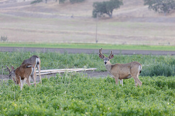 Deer Eating Produce from Farming Fields in Santa Barbara