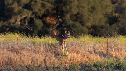 Obraz na płótnie Canvas Deer Hopping a Fence, Santa Barbara California Wildlife