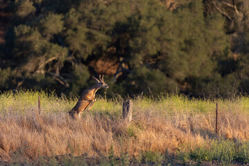 Deer Jumping a Fence in Santa Barbara County