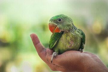 The beautiful baby pheasant in human hands