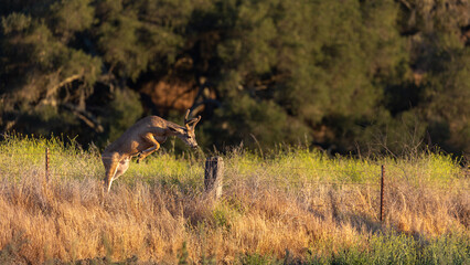 Deer Hopping a Fence Near a Road Santa Barbara California
