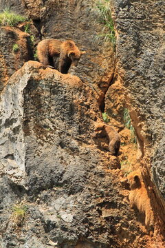 Oso pardo y cria
