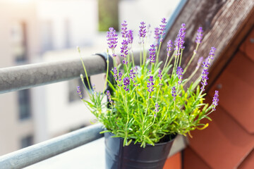 Close-up detail hanged metal bucket pot with green purple lilac fresh aromatic blooming lavender flowers growing apartment condo balcony rooftop terrace warm sunset light background. Home gardening