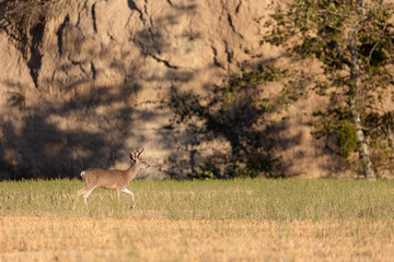 Young Buck in California, Coast of California Wildlife 2022