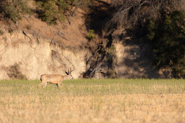 Young Buck on Ranch in California