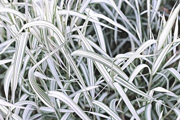 Texture grass. Pattern texture of leaves. Plants texture for designers. Tropical leaves texture. Background tropical grass. Plants pattern. Background wallpaper. Wall abstraction. Abstract texture. Cl