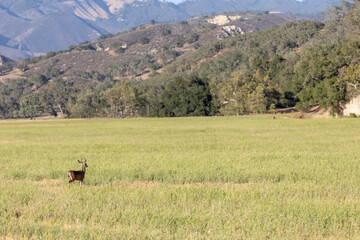 Santa Barbara County Wildlife, Deer in Open Agricultural Field